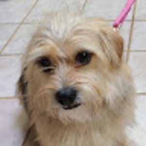 Meet your Posher, Joshua